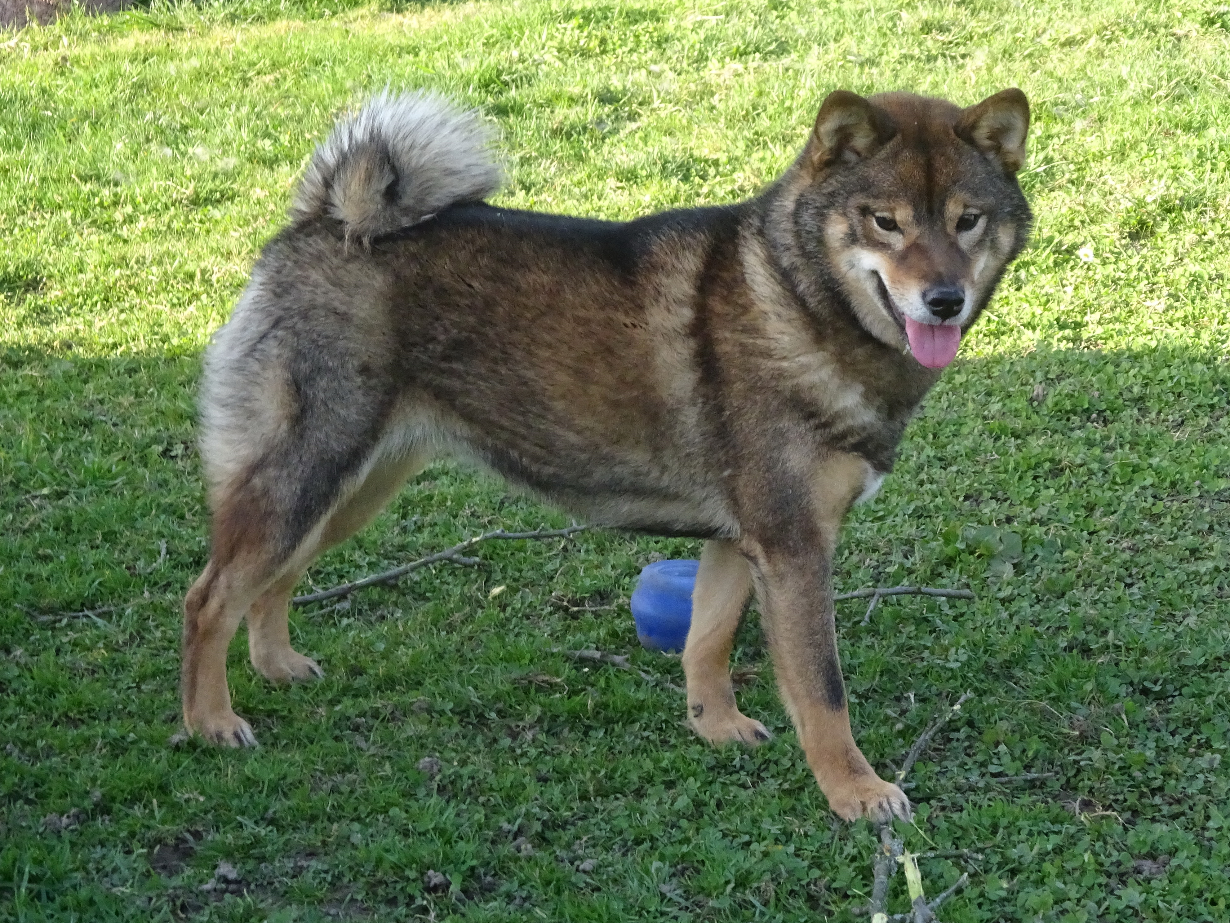 Shiba Inu