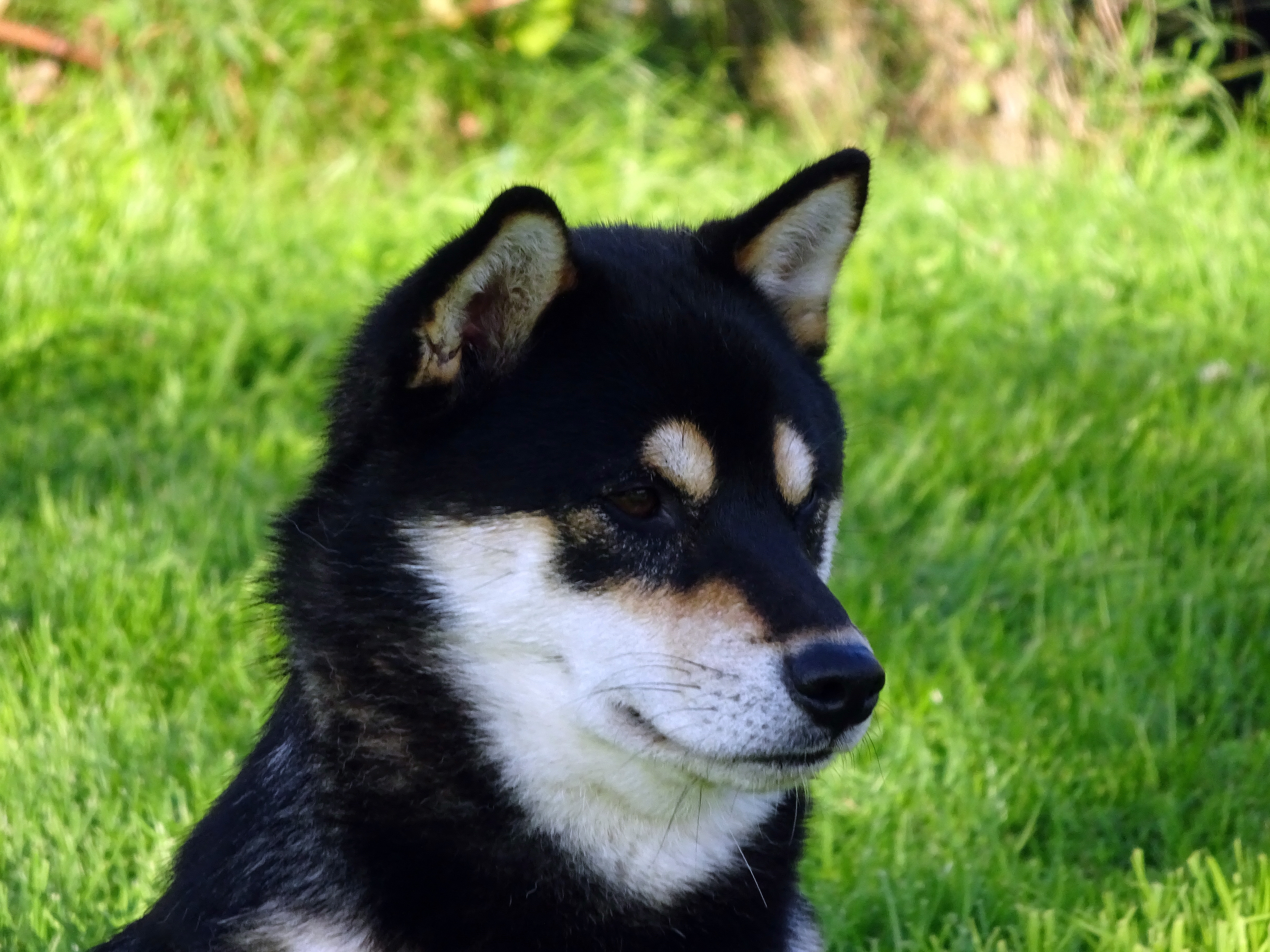 Shiba Inu