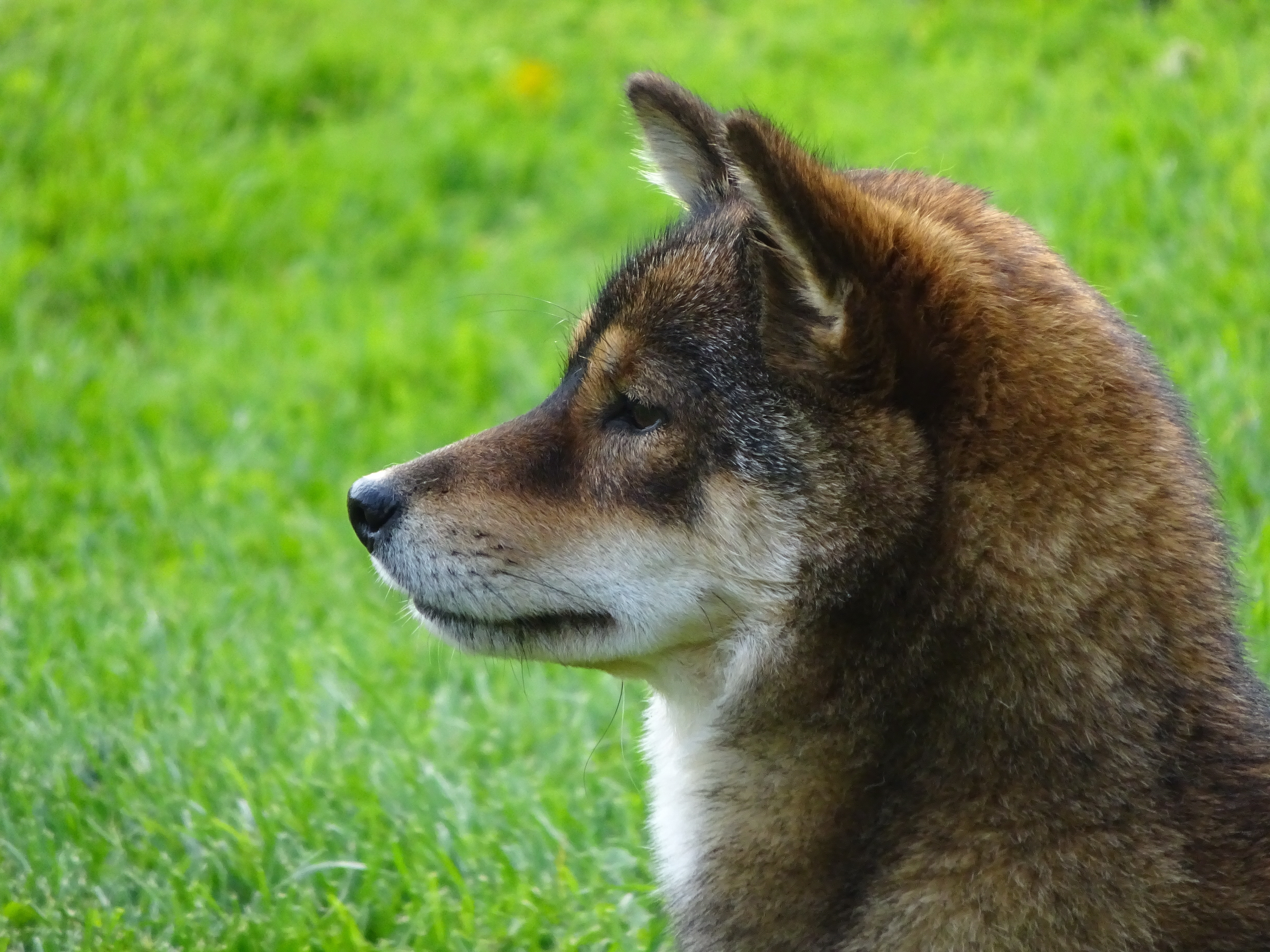 Shiba Inu