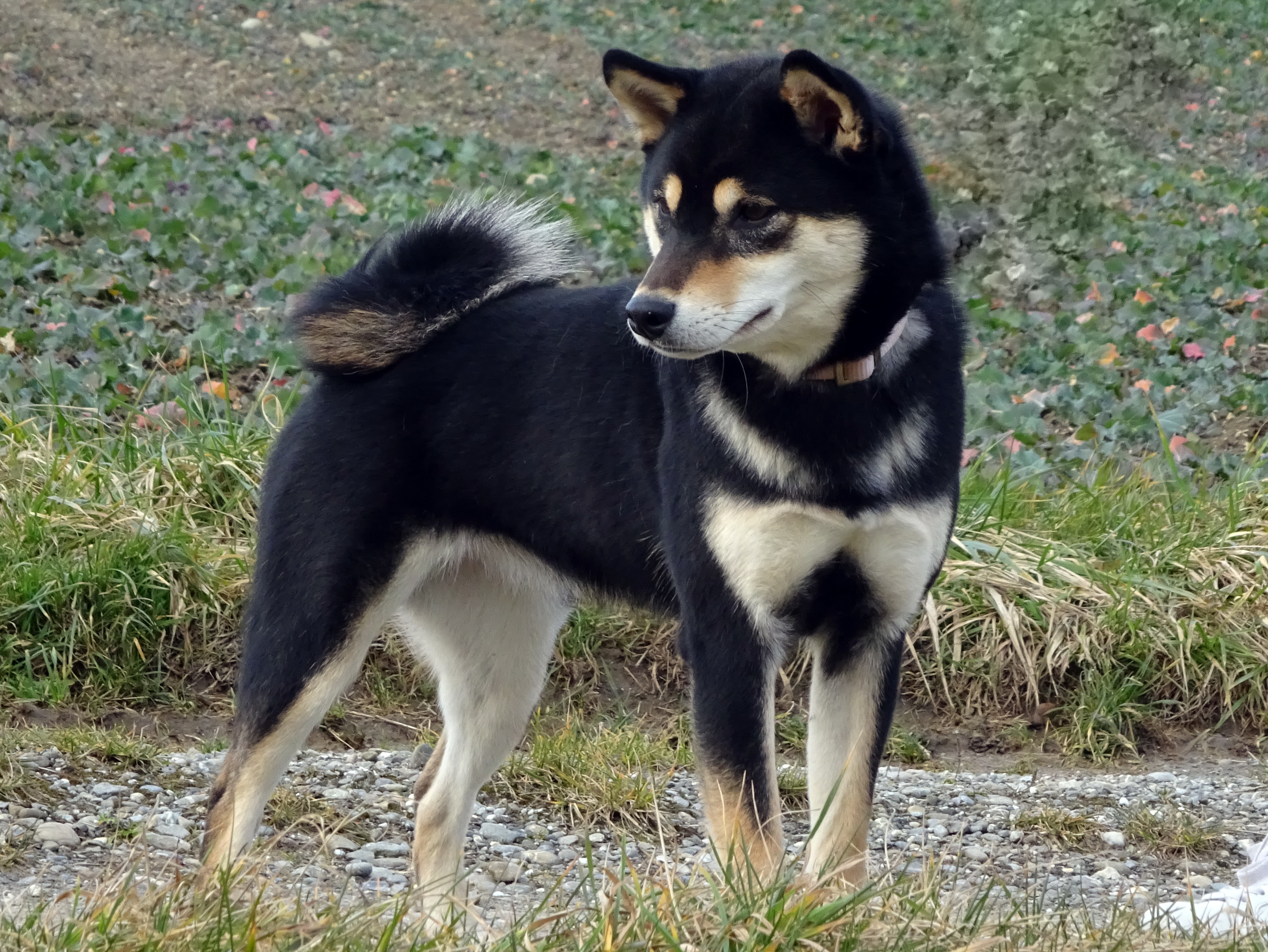 Shiba Inu
