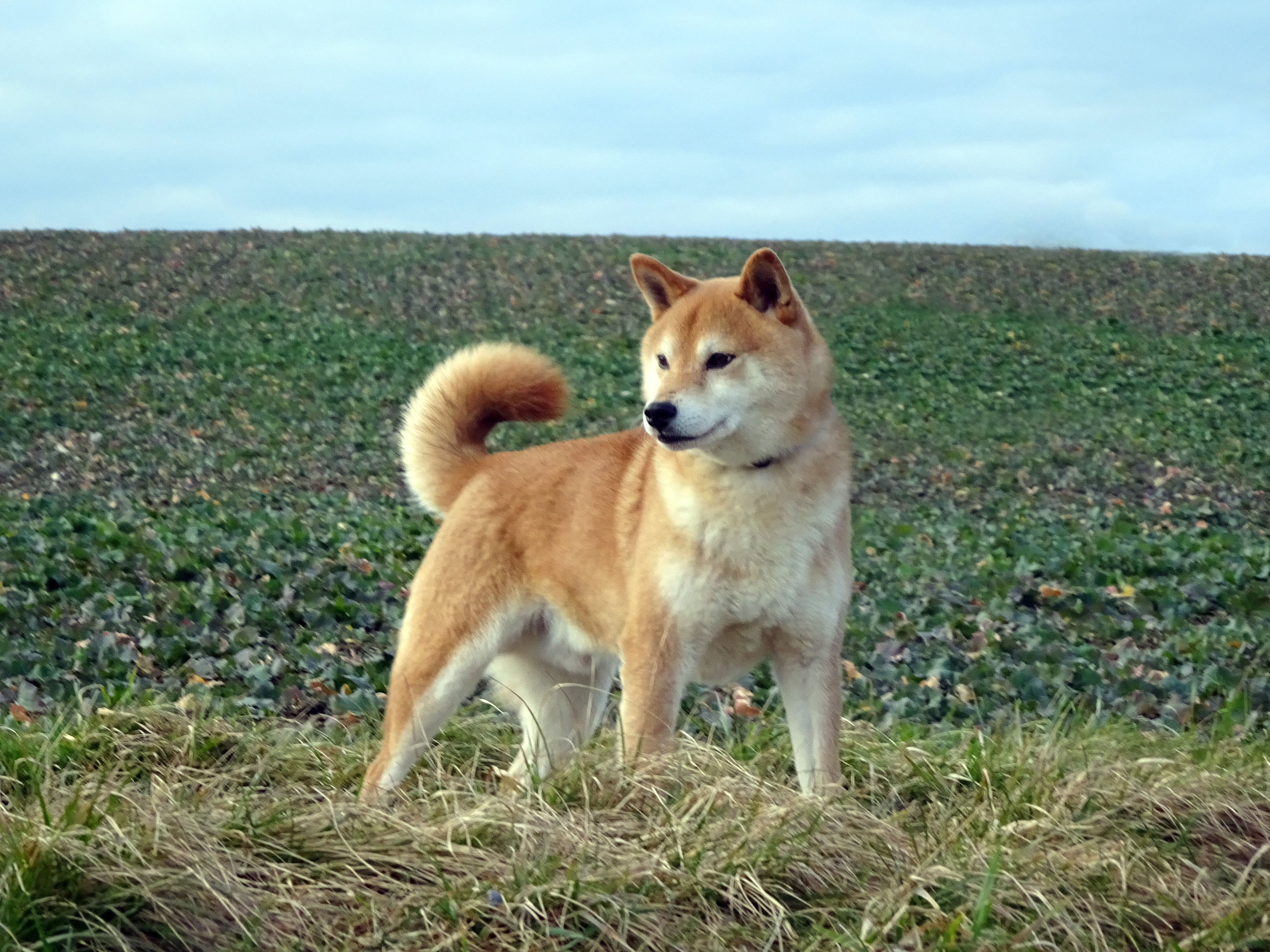 Shiba Inu
