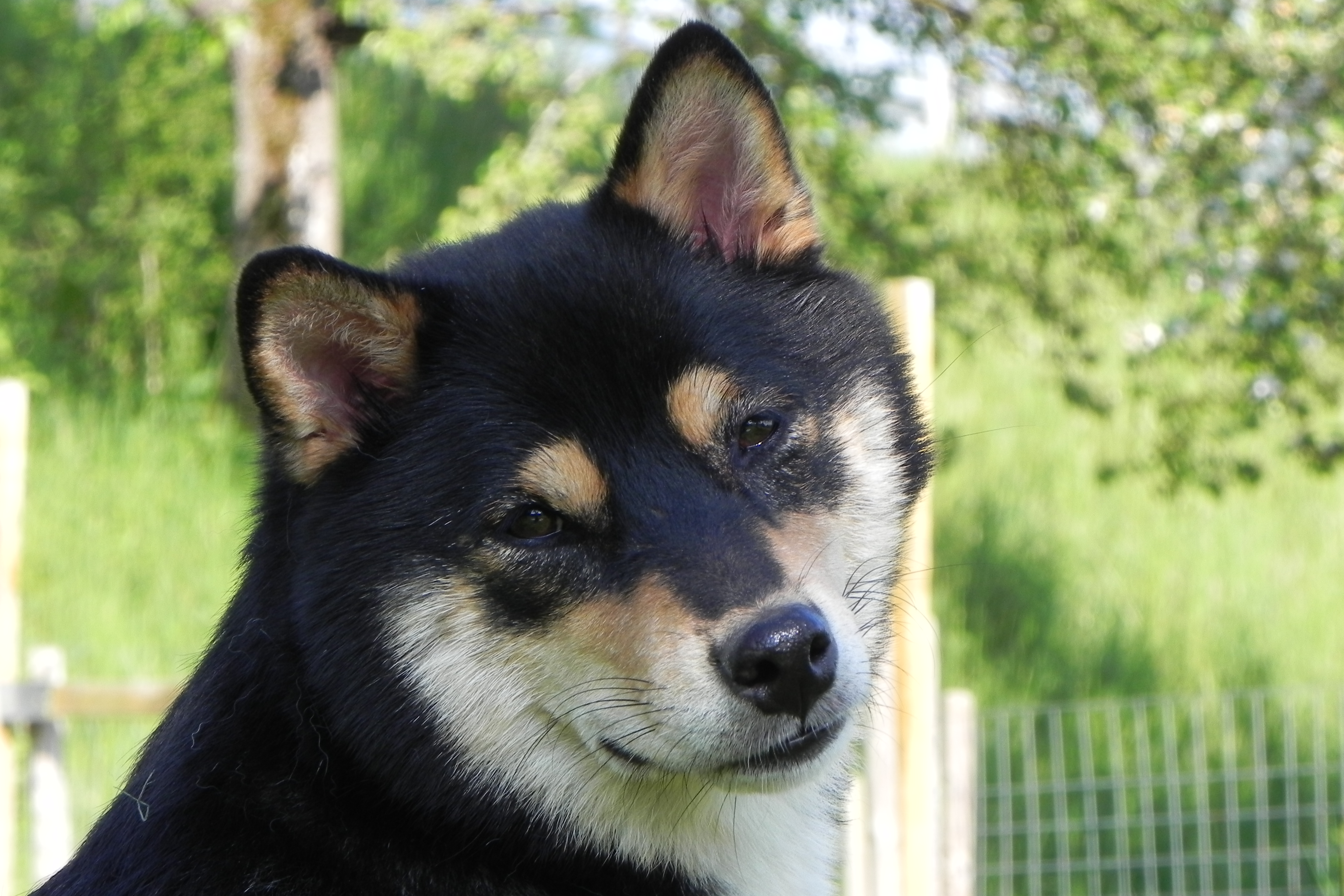 Shiba Inu