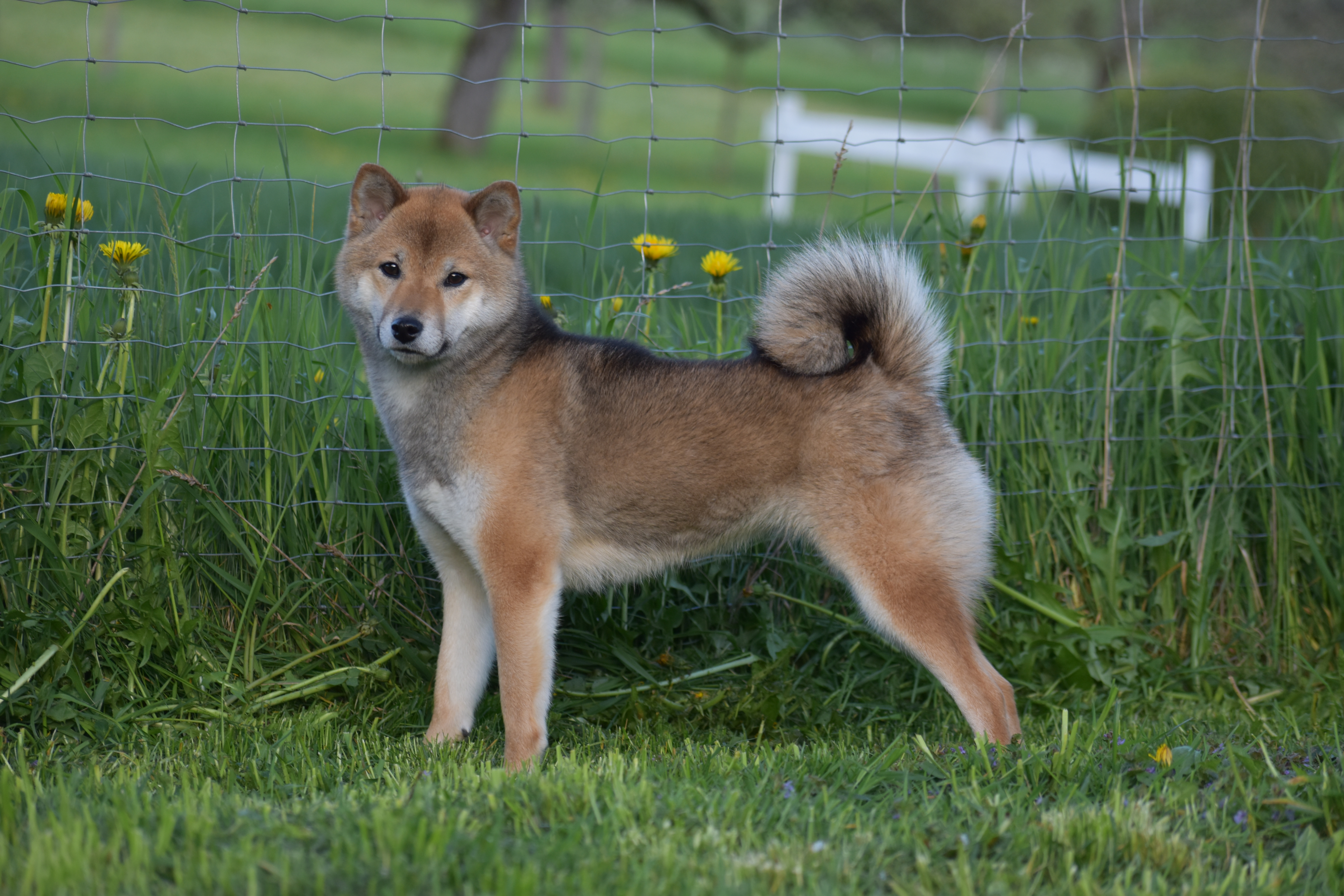 Shiba Inu
