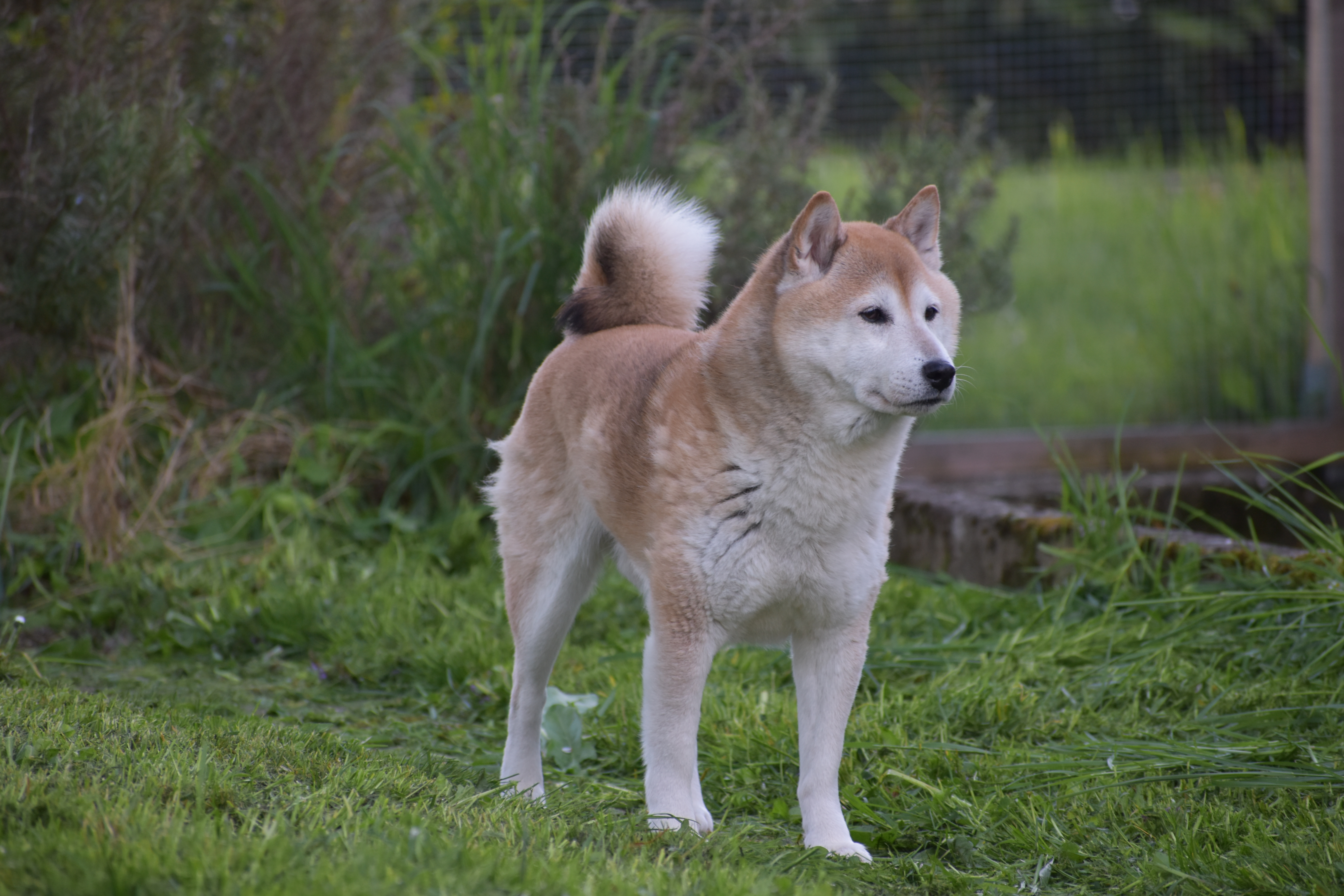 Shiba Inu