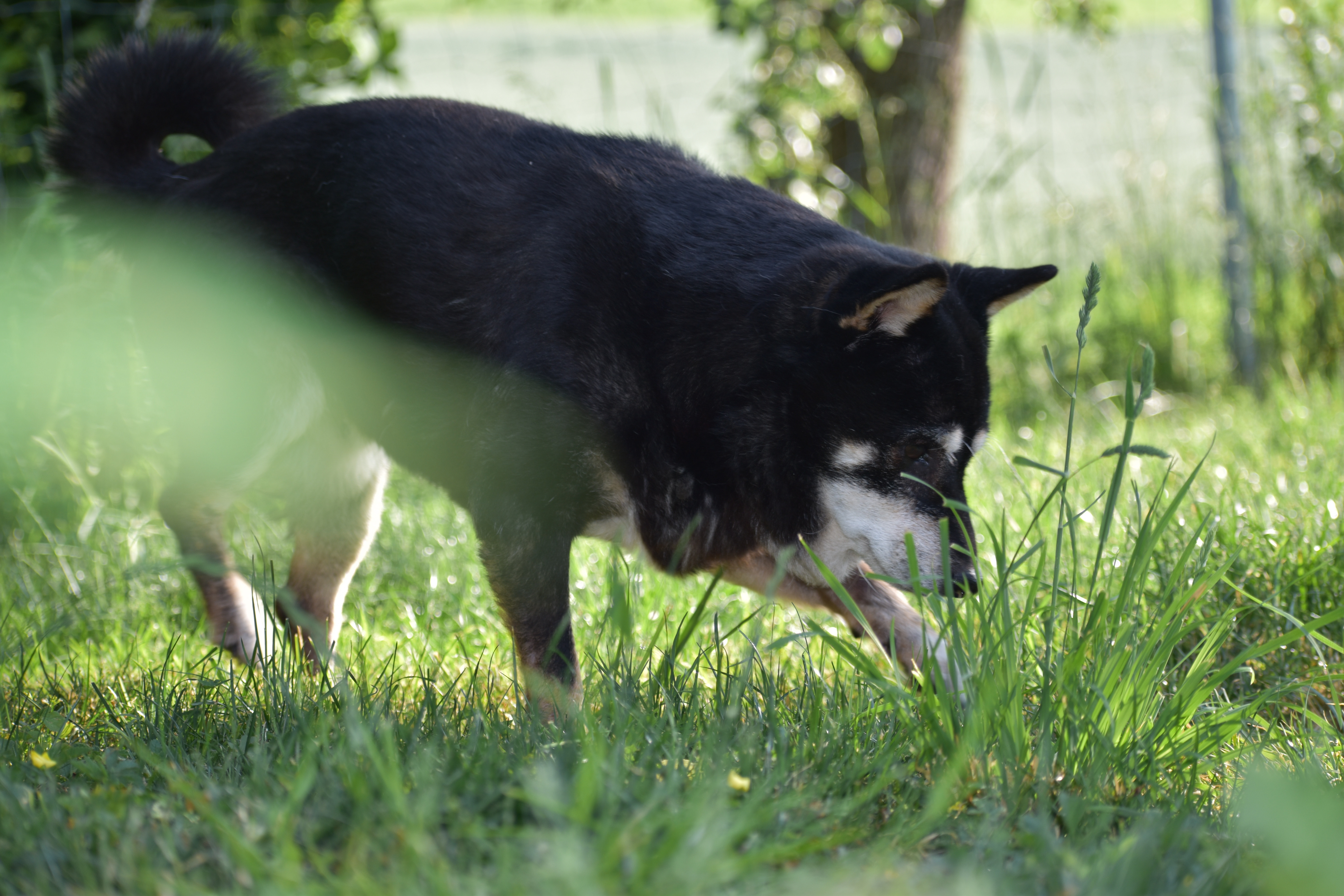 Shiba Inu