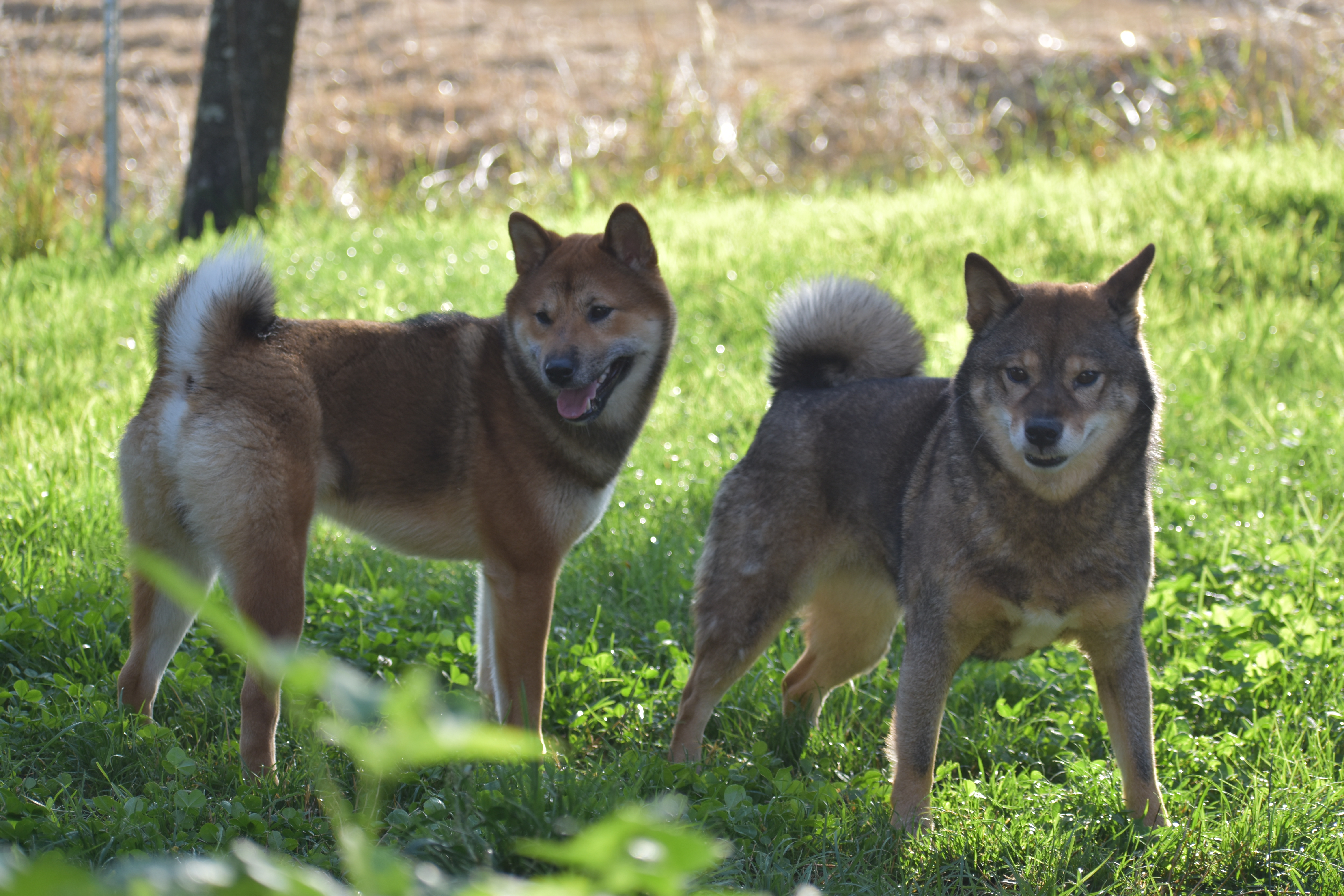 Shiba Inu
