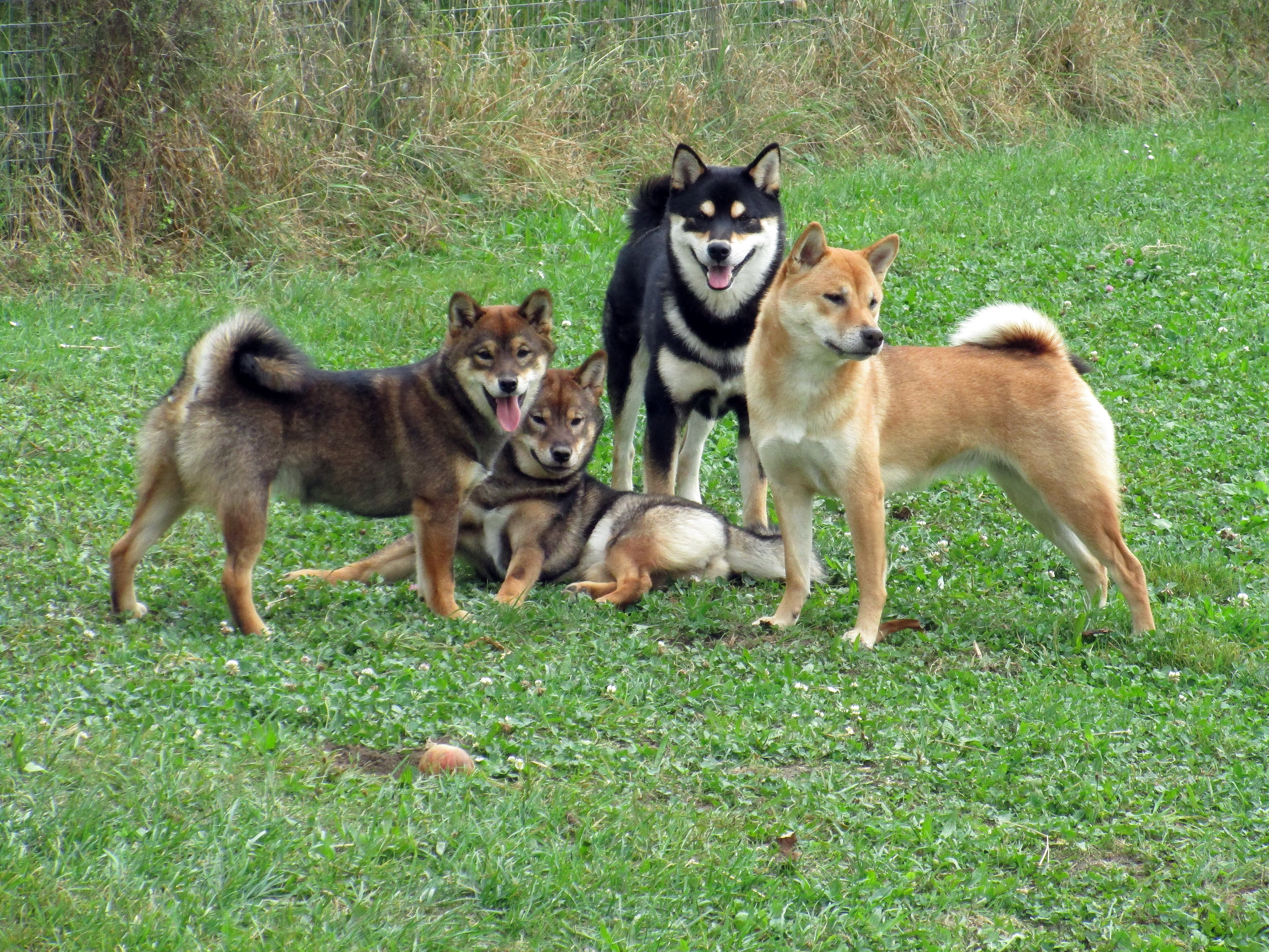 Shiba Inu