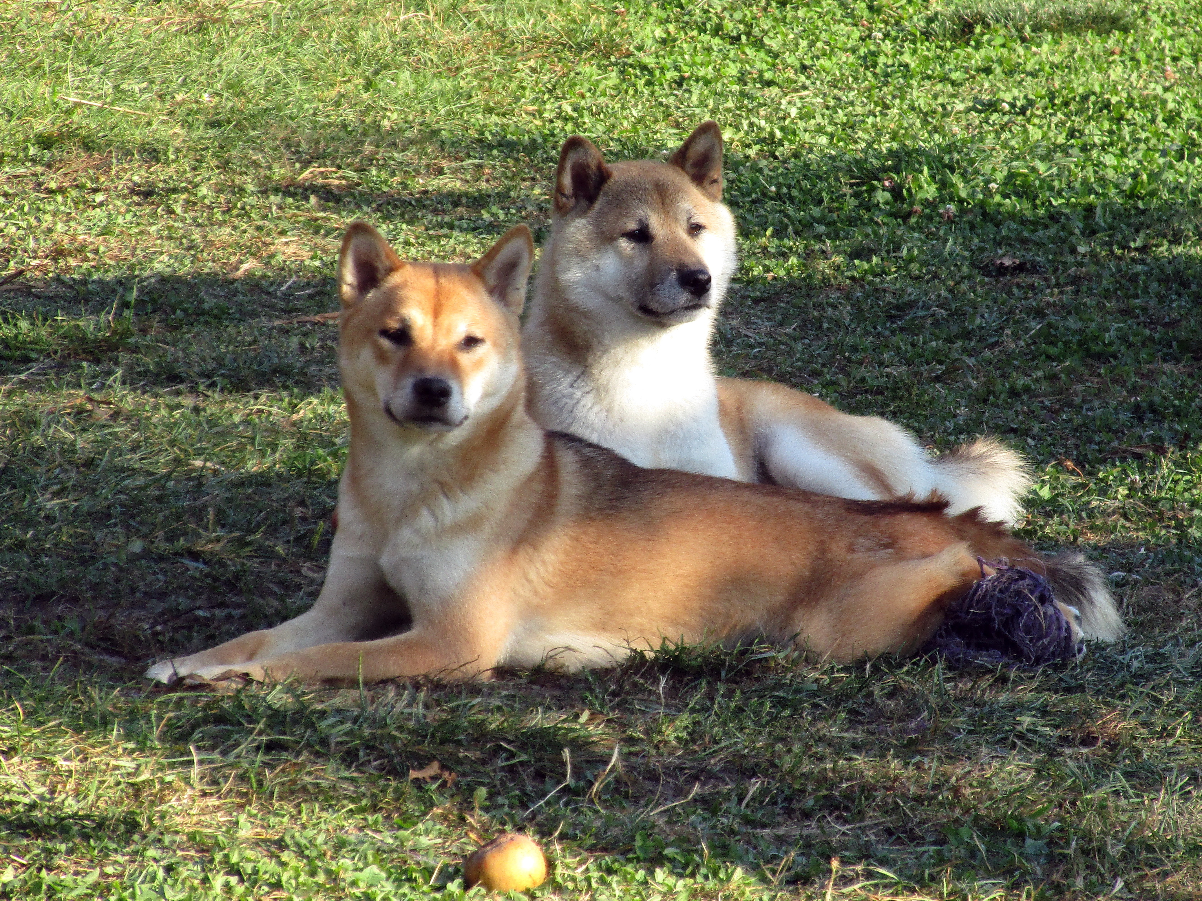Shiba Inu