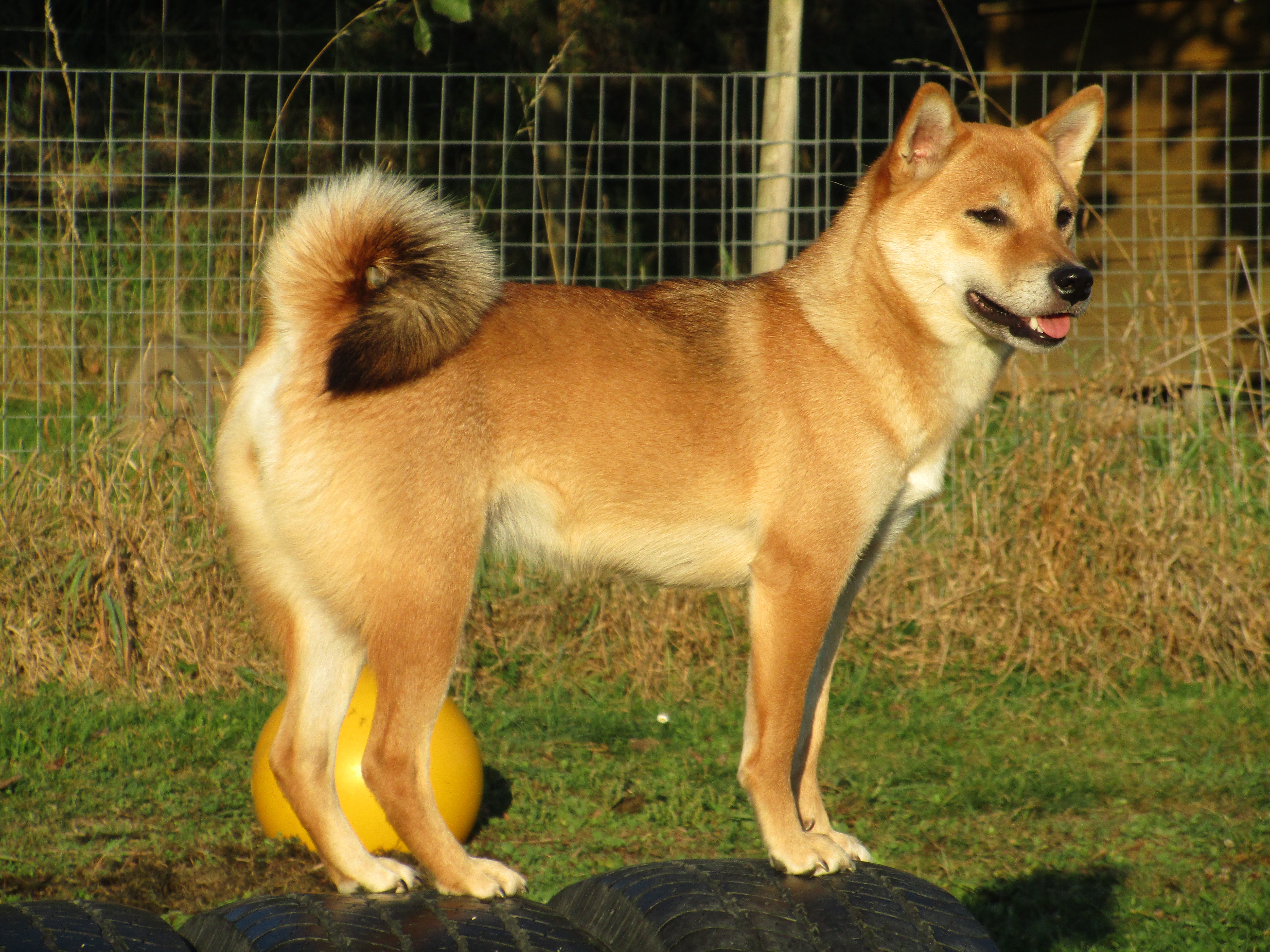 Shiba Inu