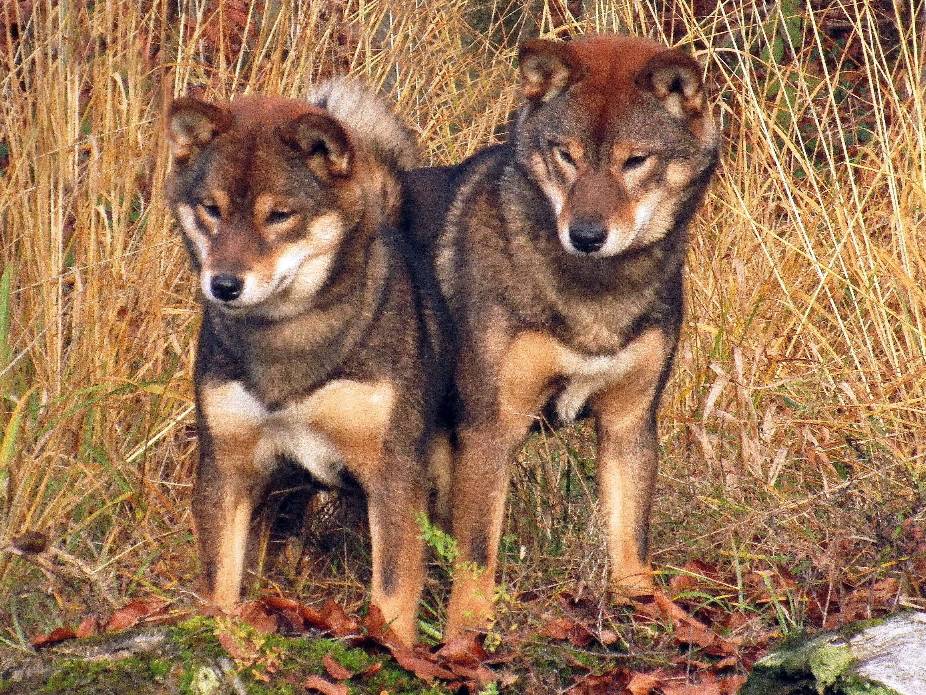 Shiba Inu
